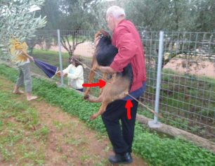 Ανάρρωσε πλήρως ο σκυλάκος που τραυματίστηκε με σιδερόβεργα στα Ακοβίτικα Μεσσηνίας